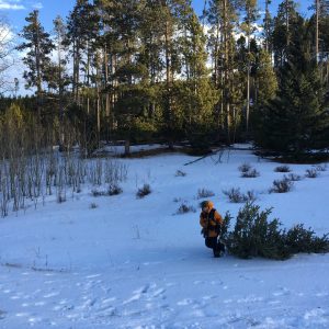 A child carries a tree out of the Bighorn National Forest that will be decorated for Christmas. (Photo courtesy of Sarah Evans Kirol).