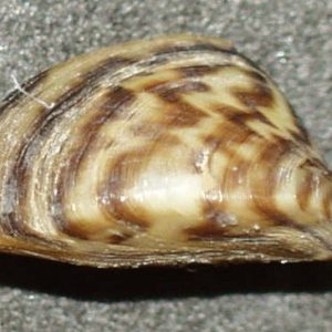 zebra-mussel.jpg